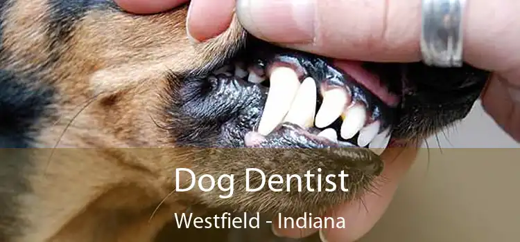 Dog Dentist Westfield - Indiana