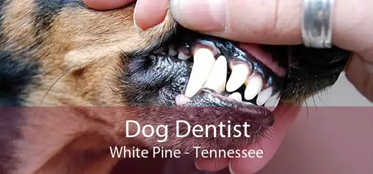 Dog Dentist White Pine - Tennessee