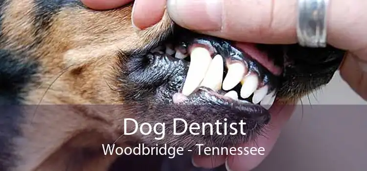 Dog Dentist Woodbridge - Tennessee