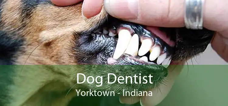 Dog Dentist Yorktown - Indiana