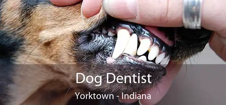 Dog Dentist Yorktown - Indiana