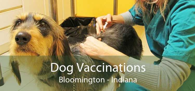 Dog Vaccinations Bloomington - Indiana