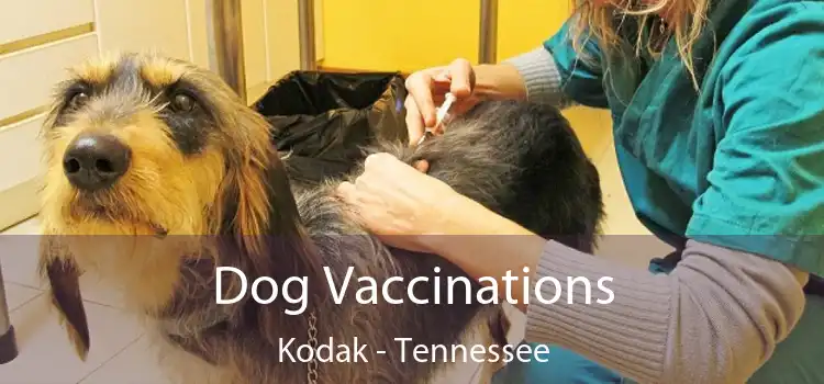 Dog Vaccinations Kodak - Tennessee