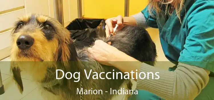 Dog Vaccinations Marion - Indiana