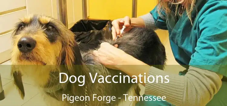 Dog Vaccinations Pigeon Forge - Tennessee