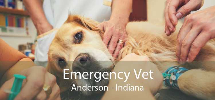 Emergency Vet Anderson - Indiana