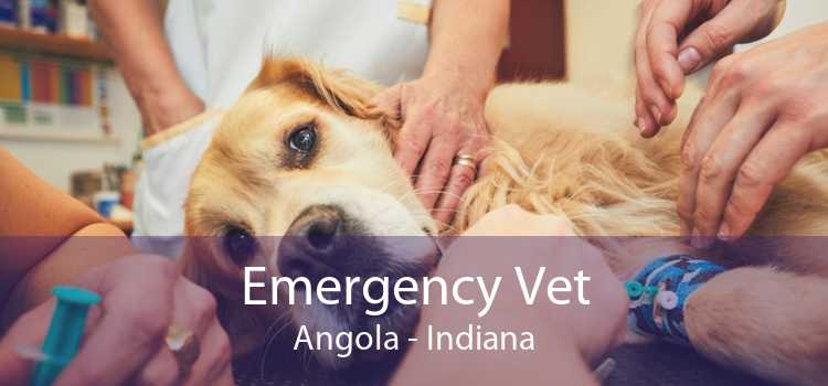 Emergency Vet Angola - Indiana