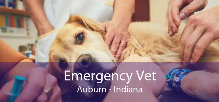 Emergency Vet Auburn - Indiana