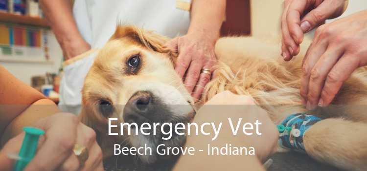 Emergency Vet Beech Grove - Indiana