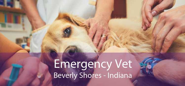 Emergency Vet Beverly Shores - Indiana