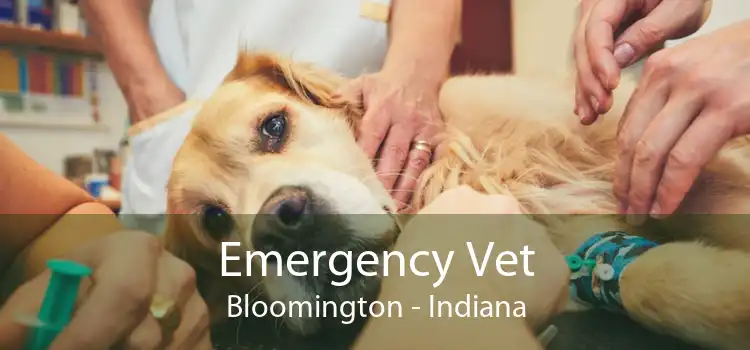 Emergency Vet Bloomington - Indiana