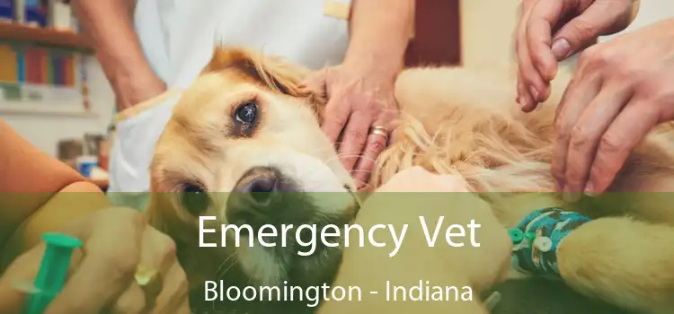 Emergency Vet Bloomington - Indiana