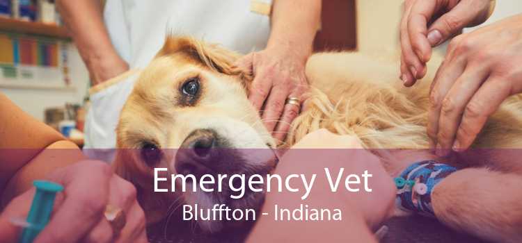 Emergency Vet Bluffton - Indiana