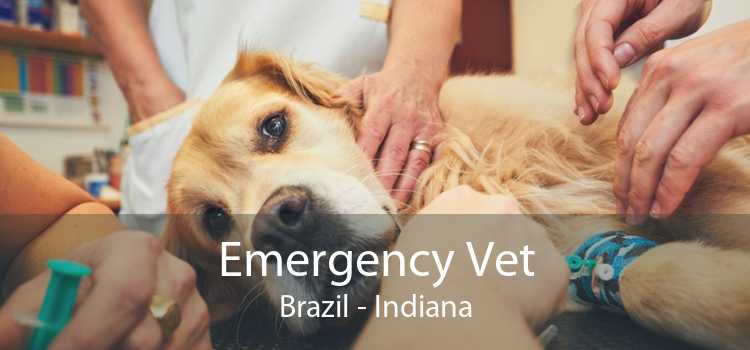Emergency Vet Brazil - Indiana