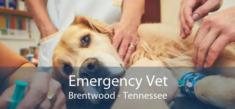 Emergency Vet Brentwood - Tennessee