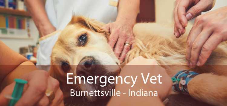 Emergency Vet Burnettsville - Indiana