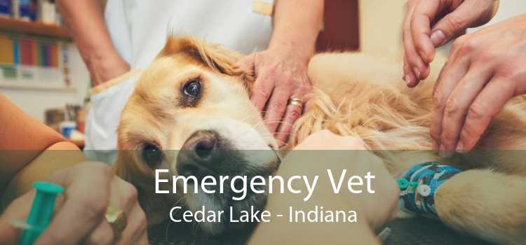 Emergency Vet Cedar Lake - Indiana