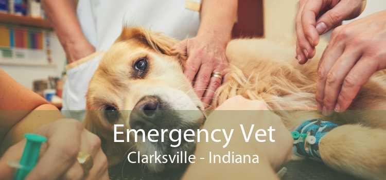 Emergency Vet Clarksville - Indiana