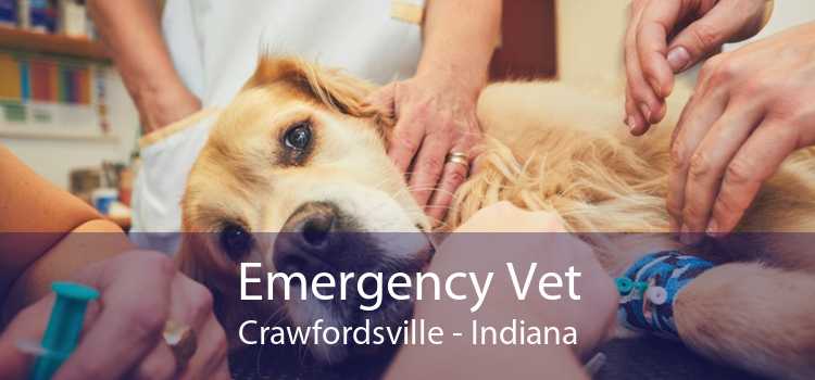Emergency Vet Crawfordsville - Indiana