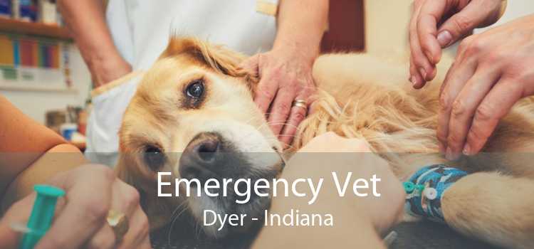 Emergency Vet Dyer - Indiana