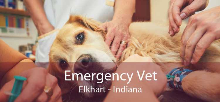 Emergency Vet Elkhart - Indiana