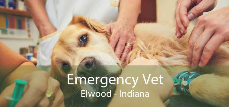 Emergency Vet Elwood - Indiana