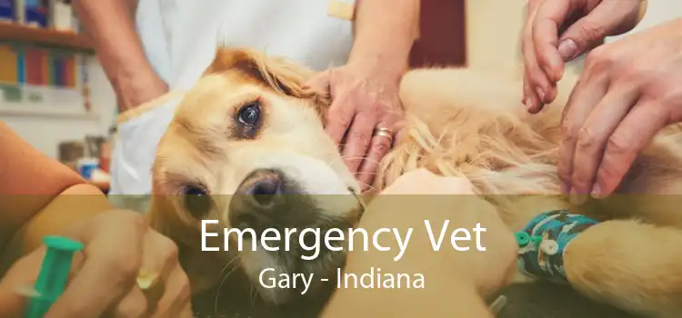 Emergency Vet Gary - Indiana