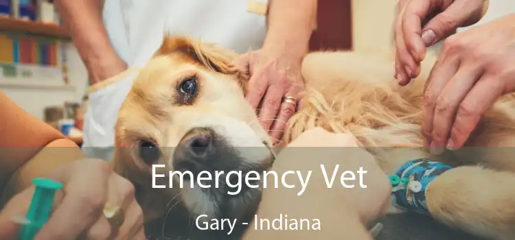 Emergency Vet Gary - Indiana