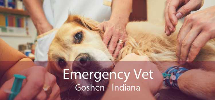 Emergency Vet Goshen - Indiana