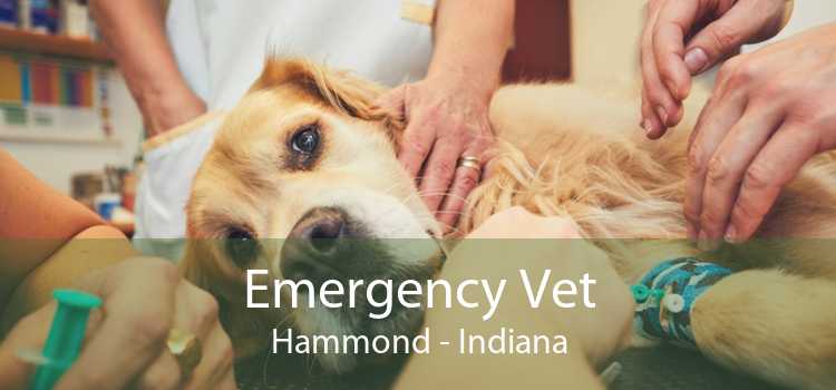 Emergency Vet Hammond - Indiana