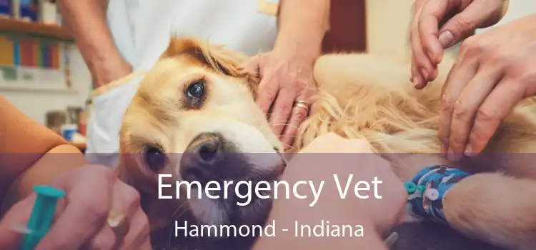 Emergency Vet Hammond - Indiana