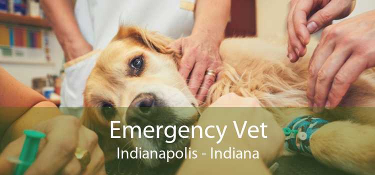 Emergency Vet Indianapolis - Indiana