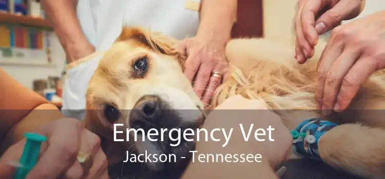 Emergency Vet Jackson - Tennessee