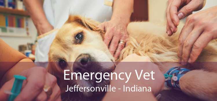Emergency Vet Jeffersonville - Indiana