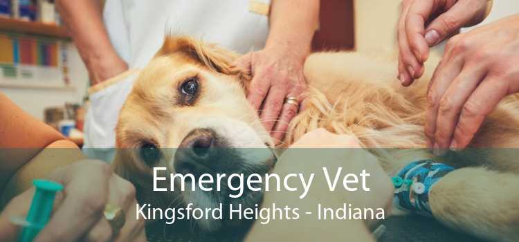 Emergency Vet Kingsford Heights - Indiana