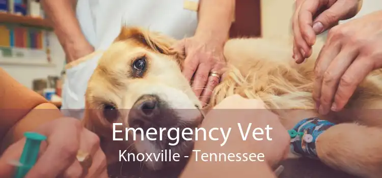 Emergency Vet Knoxville - Tennessee