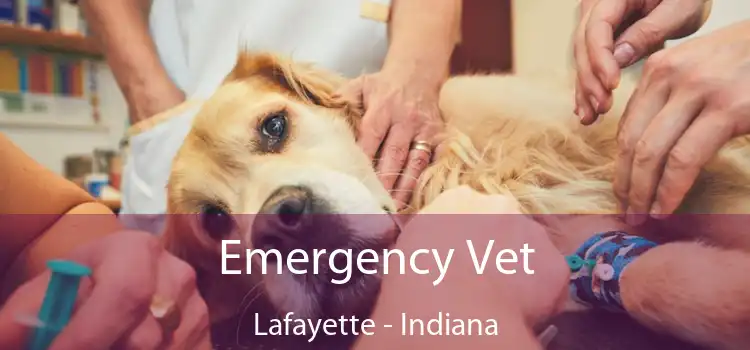 Emergency Vet Lafayette - Indiana