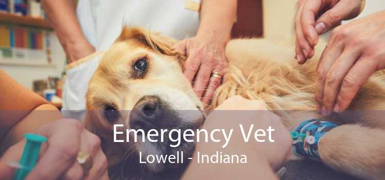 Emergency Vet Lowell - Indiana