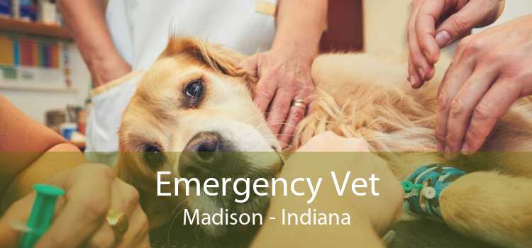 Emergency Vet Madison - Indiana
