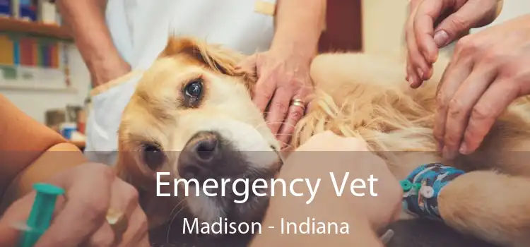 Emergency Vet Madison - Indiana