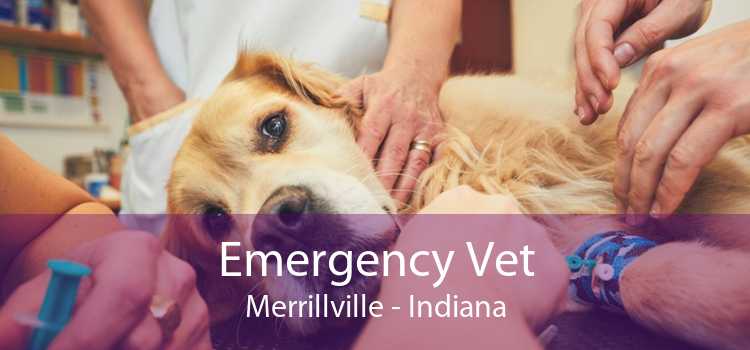 Emergency Vet Merrillville - Indiana