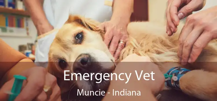 Emergency Vet Muncie - Indiana