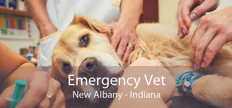 Emergency Vet New Albany - Indiana