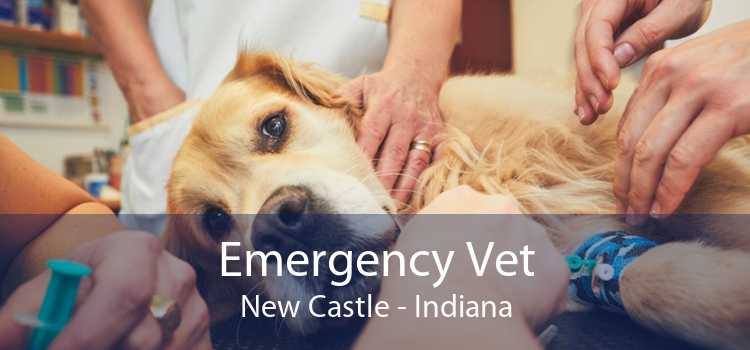 Emergency Vet New Castle - Indiana