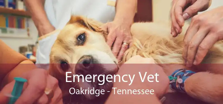 Emergency Vet Oakridge - Tennessee
