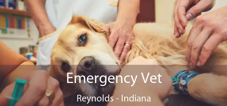 Emergency Vet Reynolds - Indiana