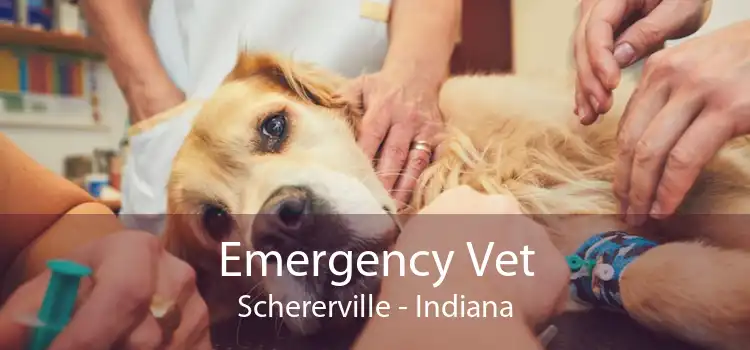 Emergency Vet Schererville - Indiana