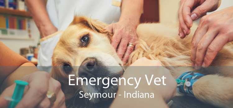Emergency Vet Seymour - Indiana