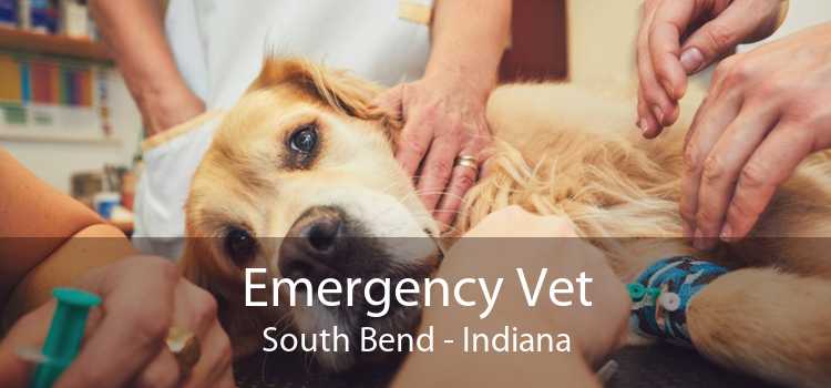 Emergency Vet South Bend - Indiana