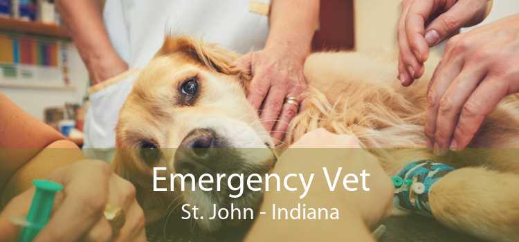 Emergency Vet St. John - Indiana